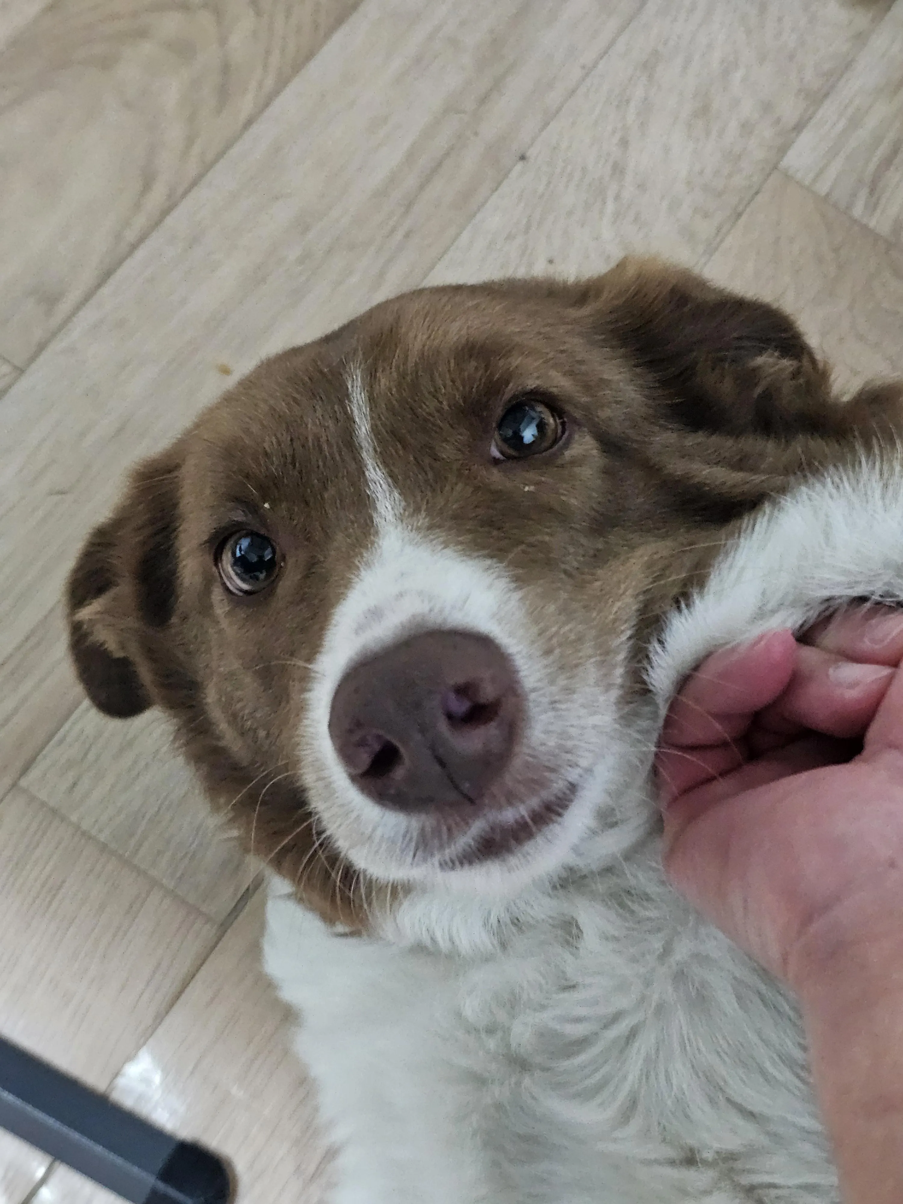 장난꾸러기 반려견과 함께 보내는 주말 일상