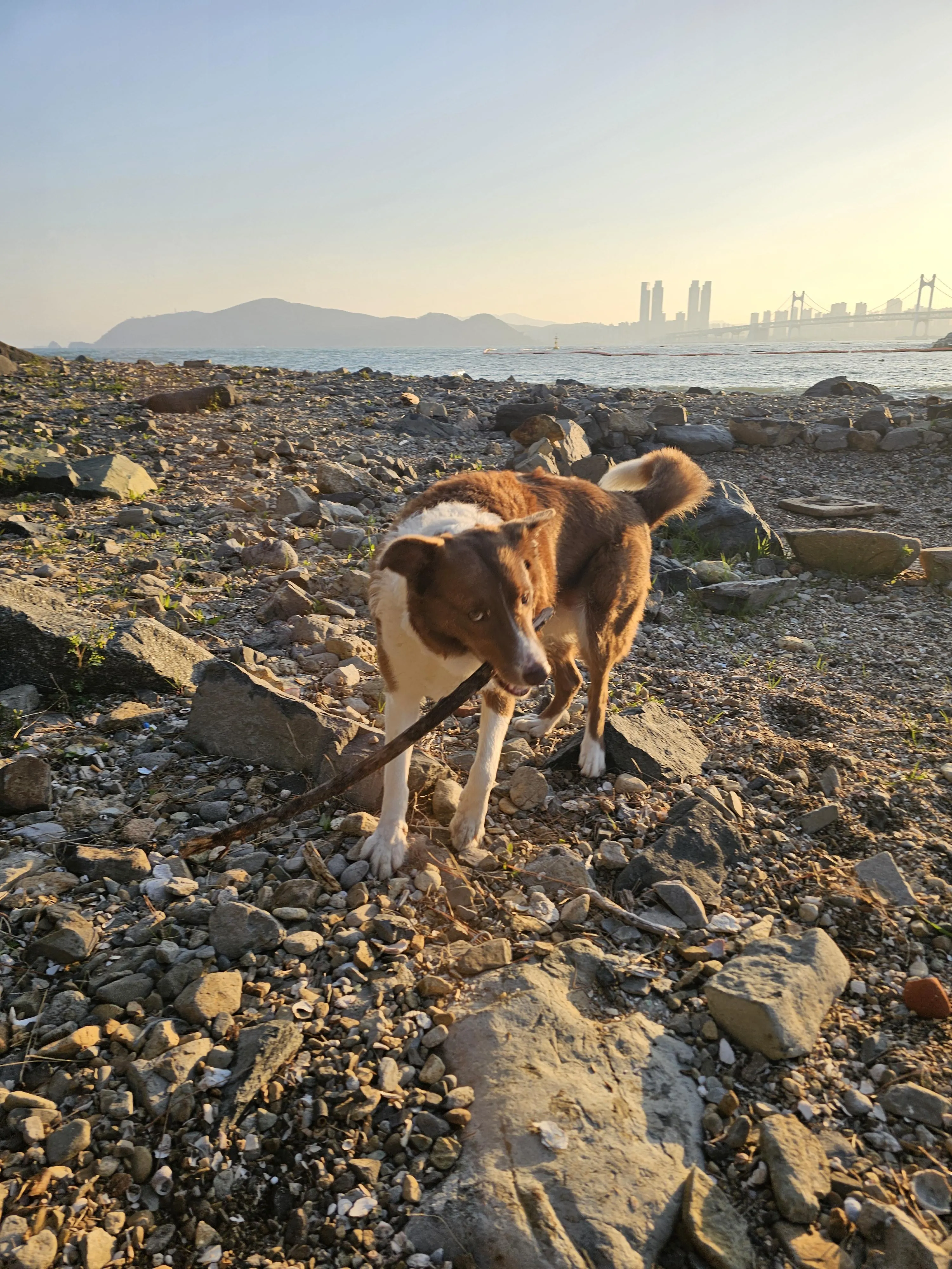 주말에 반려견과 함께 보내는 일상 모습