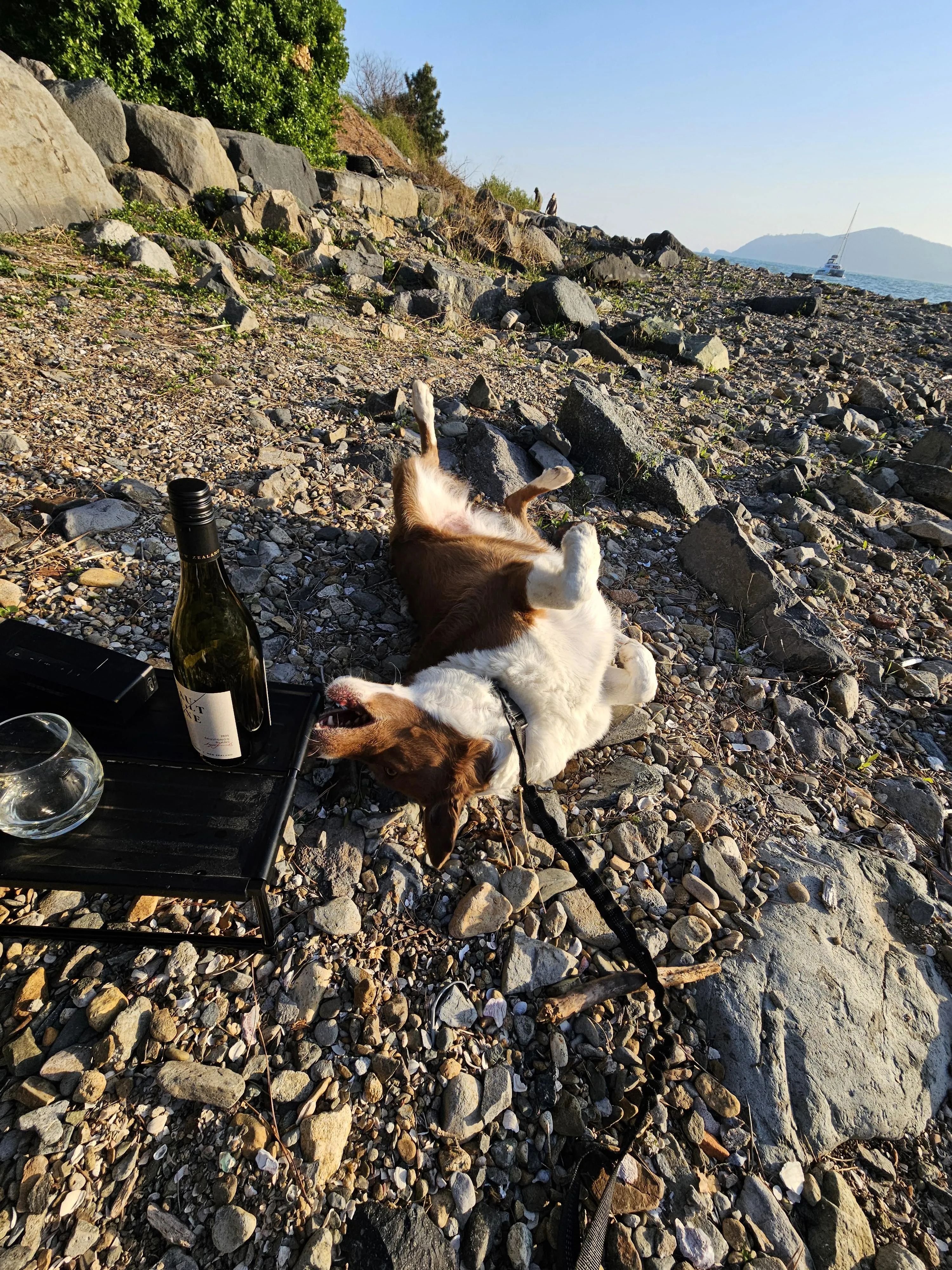 주말에 반려견과 함께 보내는 일상 모습