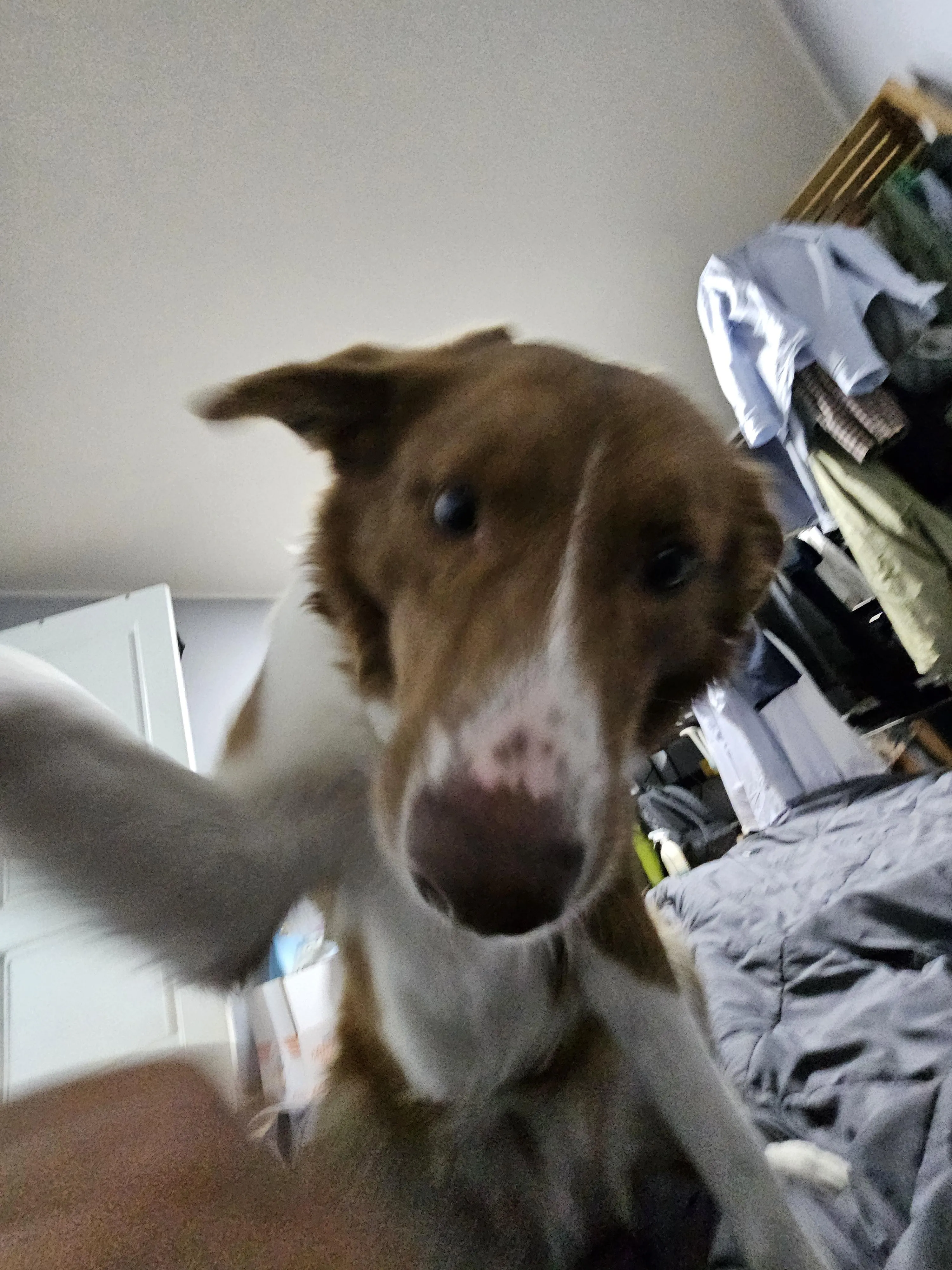 장난꾸러기 반려견과 함께 보내는 주말 일상 사진