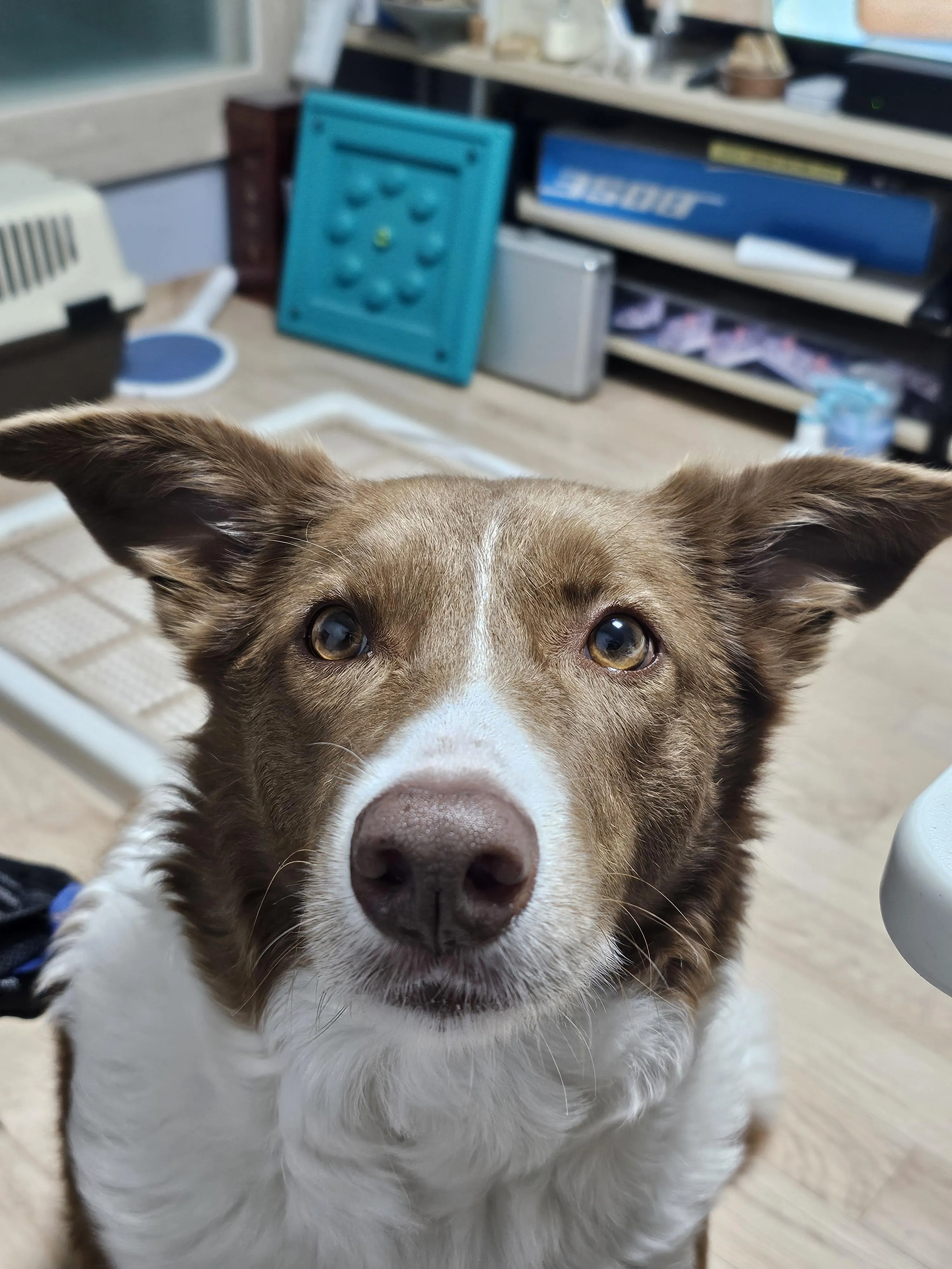 주말에 장난꾸러기 반려견과 함께 보내는 일상 모습