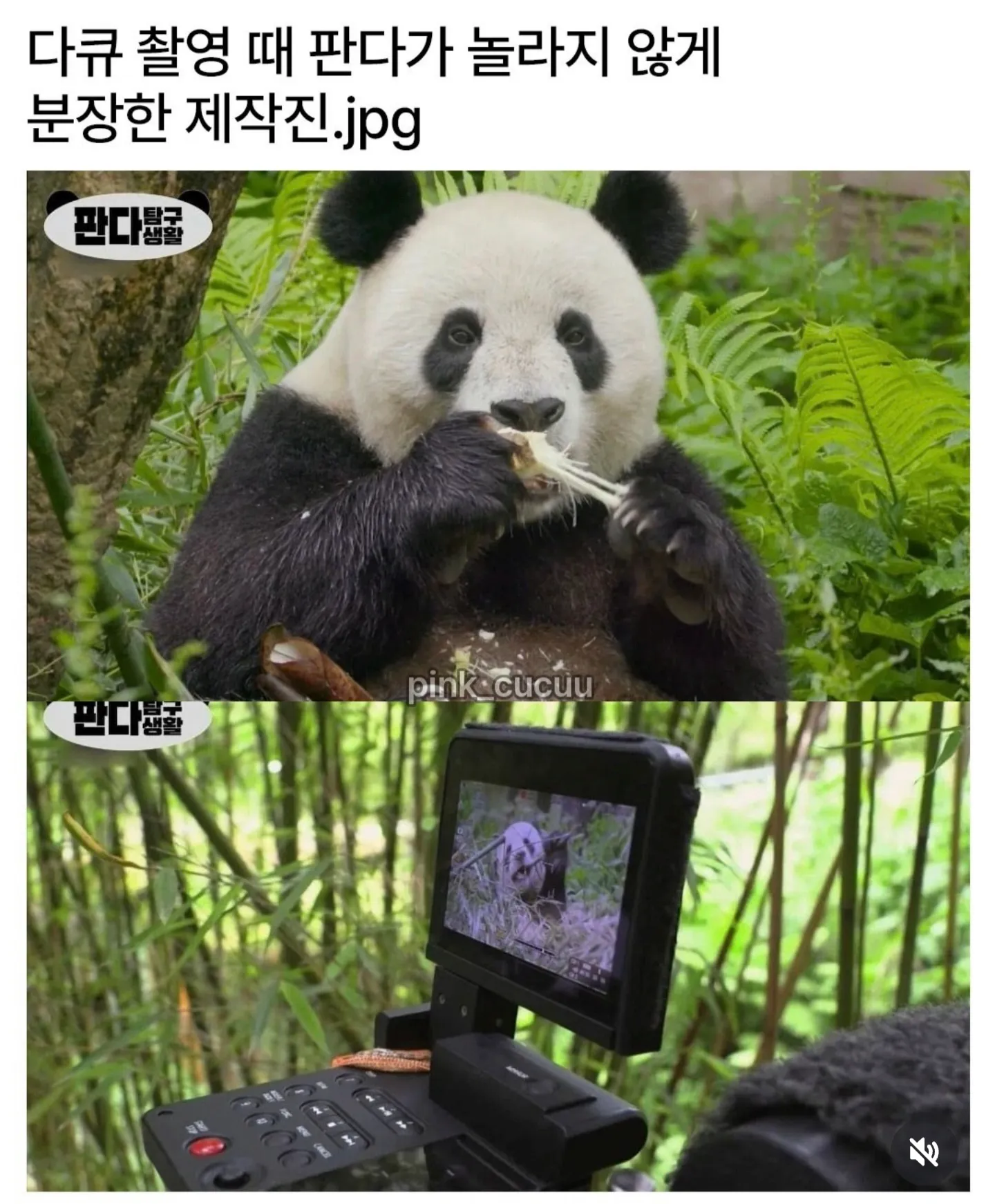 판다를 놀라게 하지 않으려고 분장한 다큐 촬영 제작진