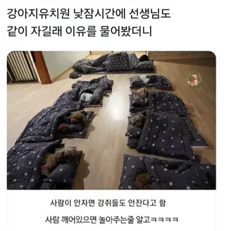 강아지유치원 낮잠시간에 선생님도 함께 자는 이유를 설명하는 글
