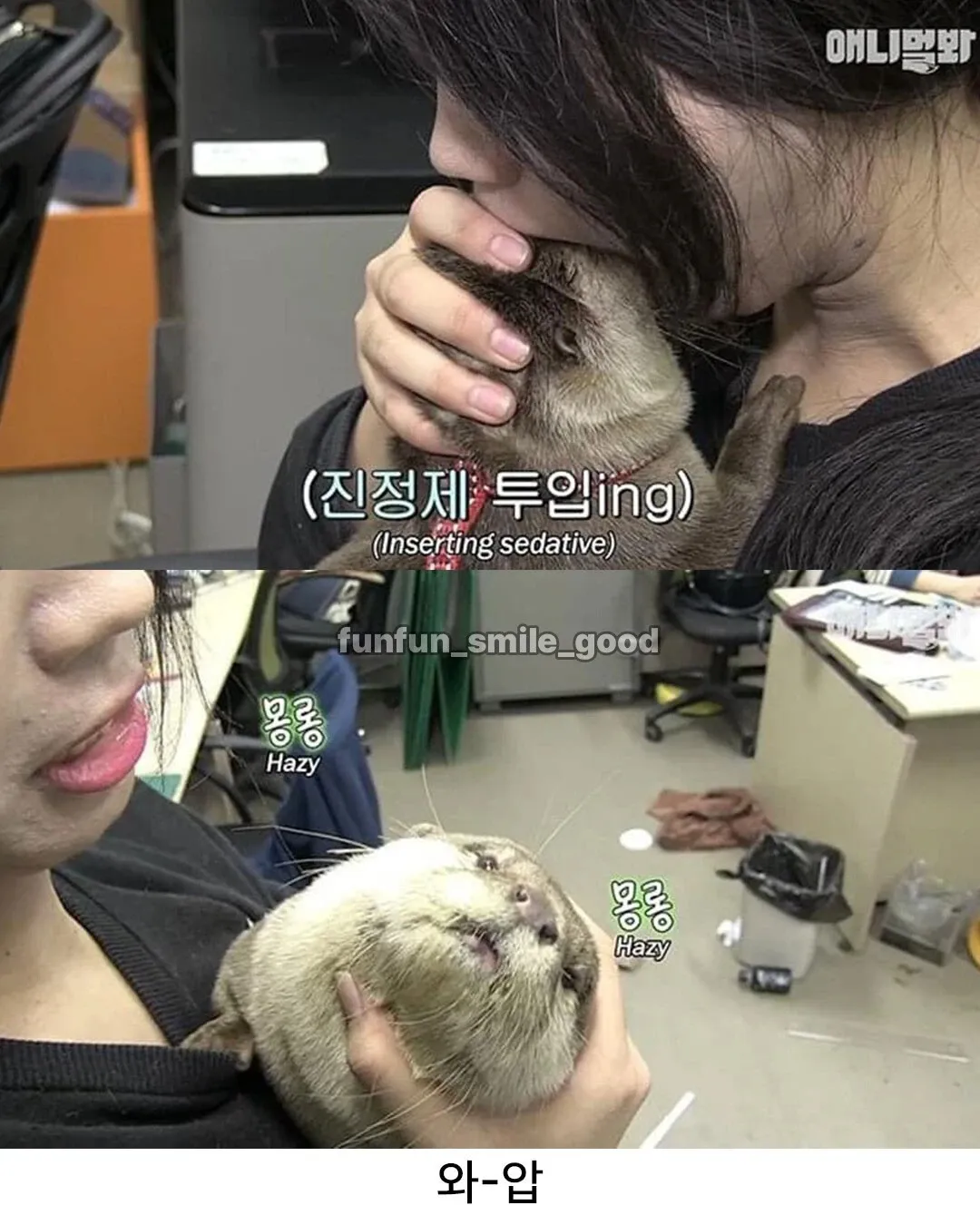 진정제 맞고 몽롱한 상태에서 멍하게 있는 귀여운 동물