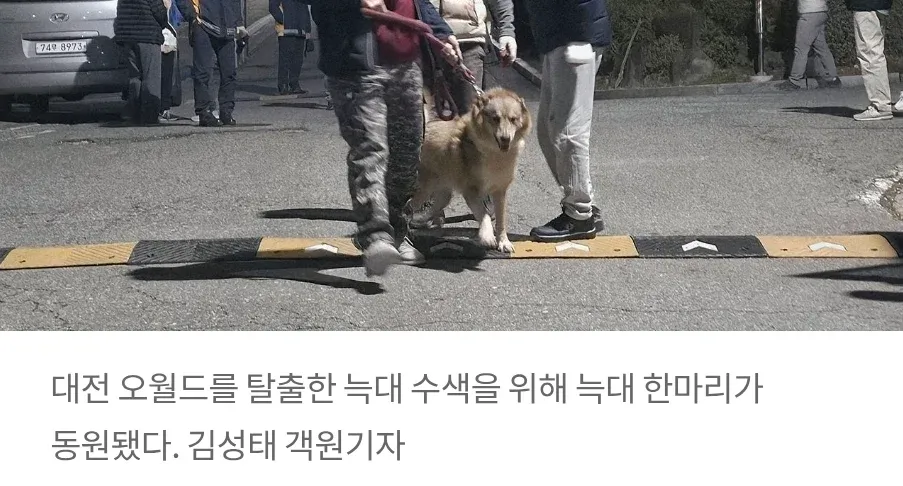 대전 오월드 탈출 늑대 수색에 동원된 암컷 늑대 한 마리