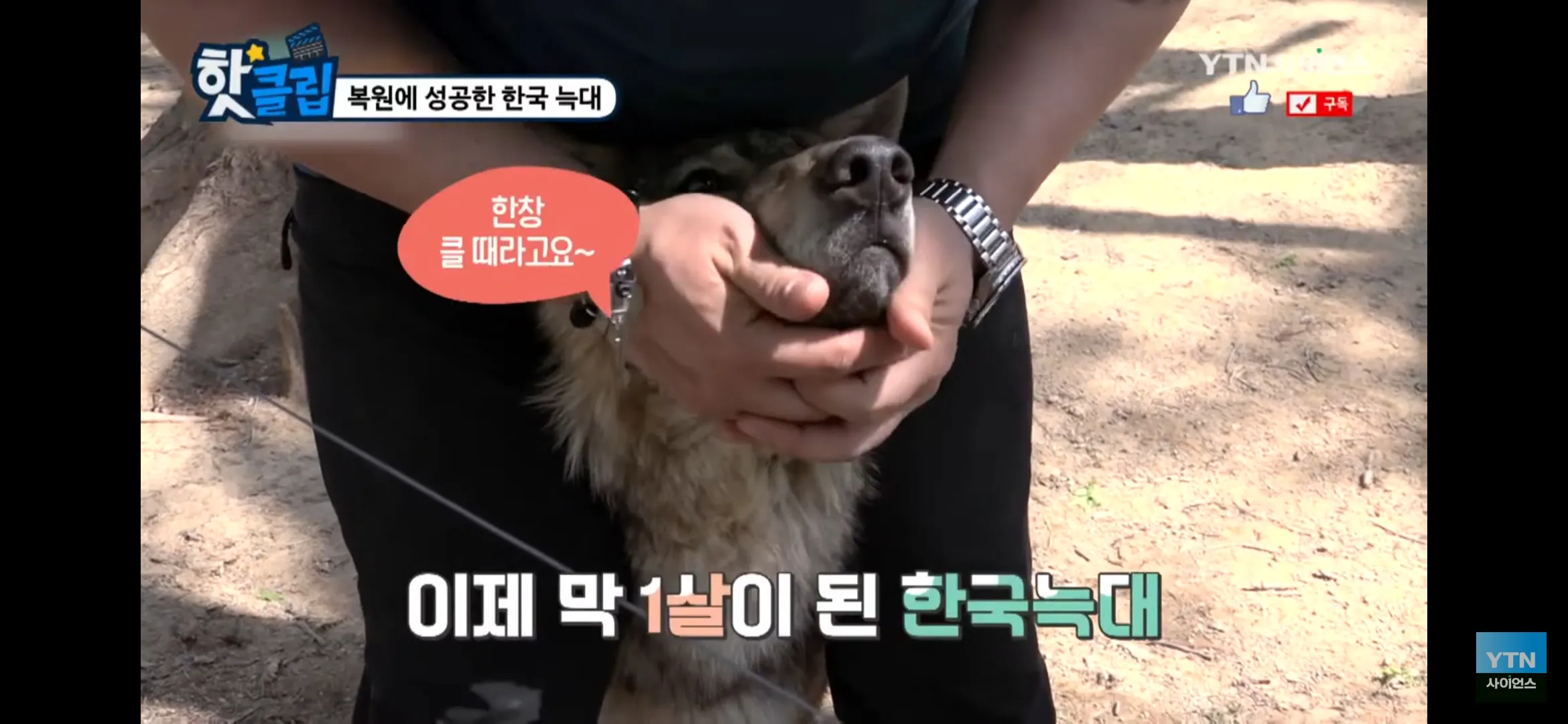 오월드에서 탈출한 늑대의 특징을 설명하는 인포그래픽