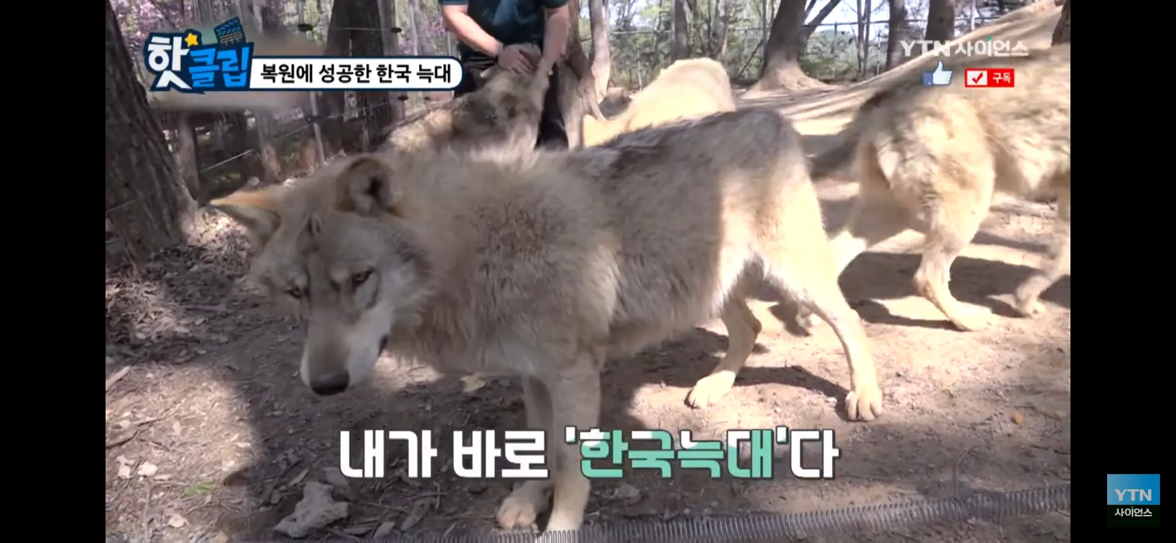 오월드 탈출 늑대 밈, 늑대 사진 위에 '내가 바로 한국다' 텍스트