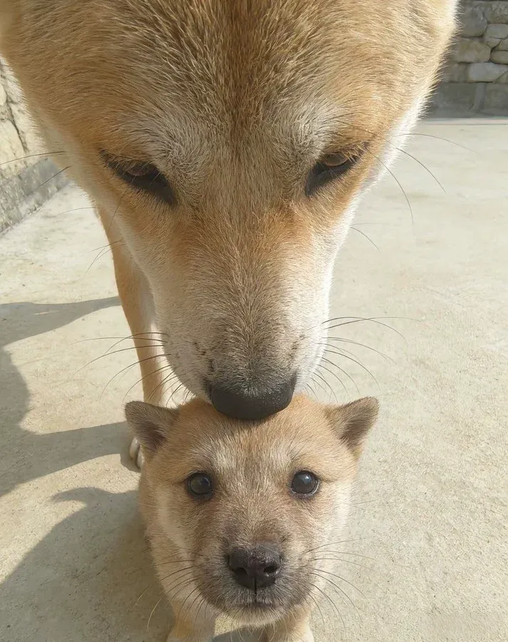 늑대 아주머니가 리본을 묶어주는 장면의 손글씨 그림