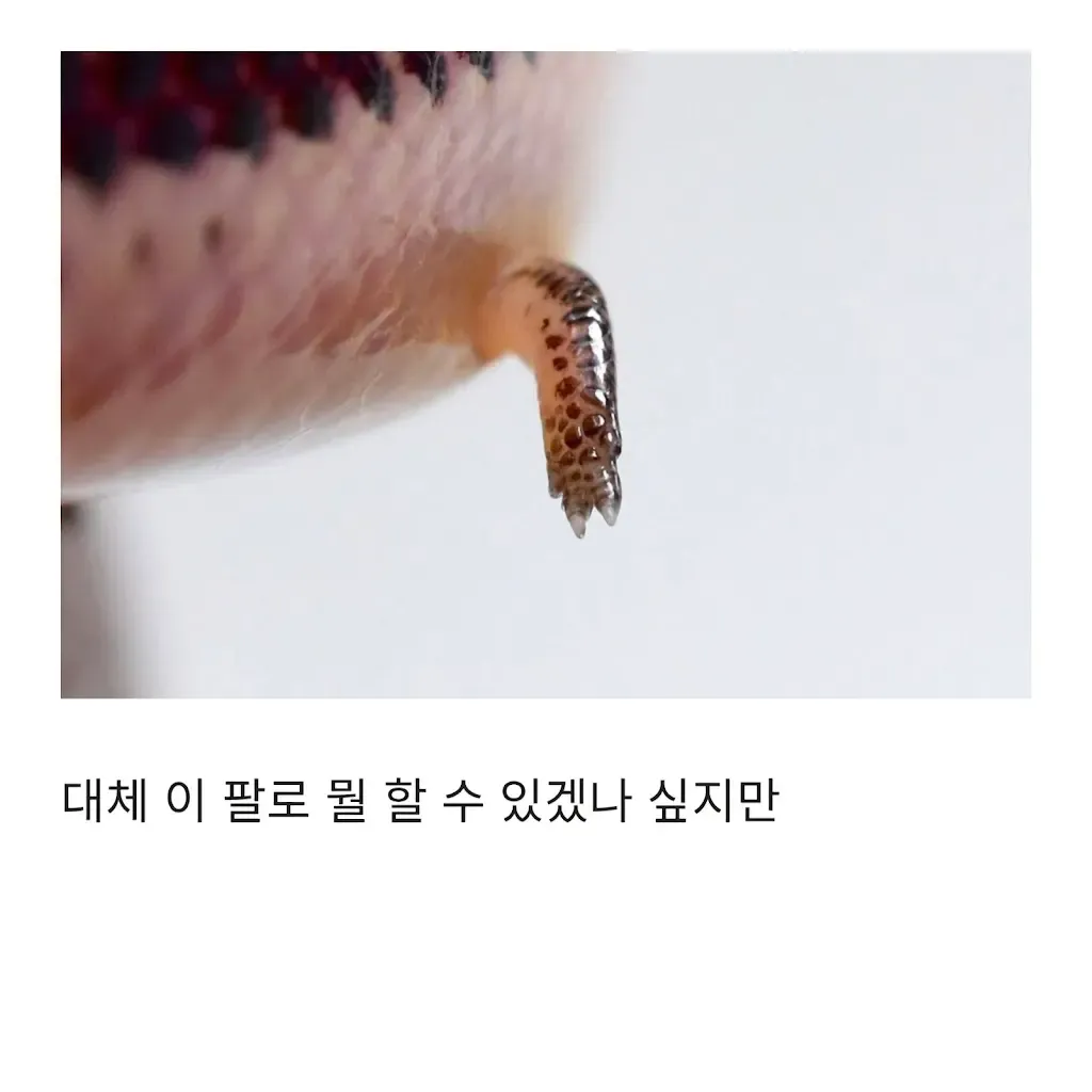 짧은 앞다리를 가진 도마뱀이 팔을 내밀고 있는 모습