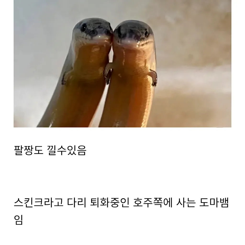 짧은 팔로 팔짱을 낀 듯한 포즈의 스킨크 도마뱀
