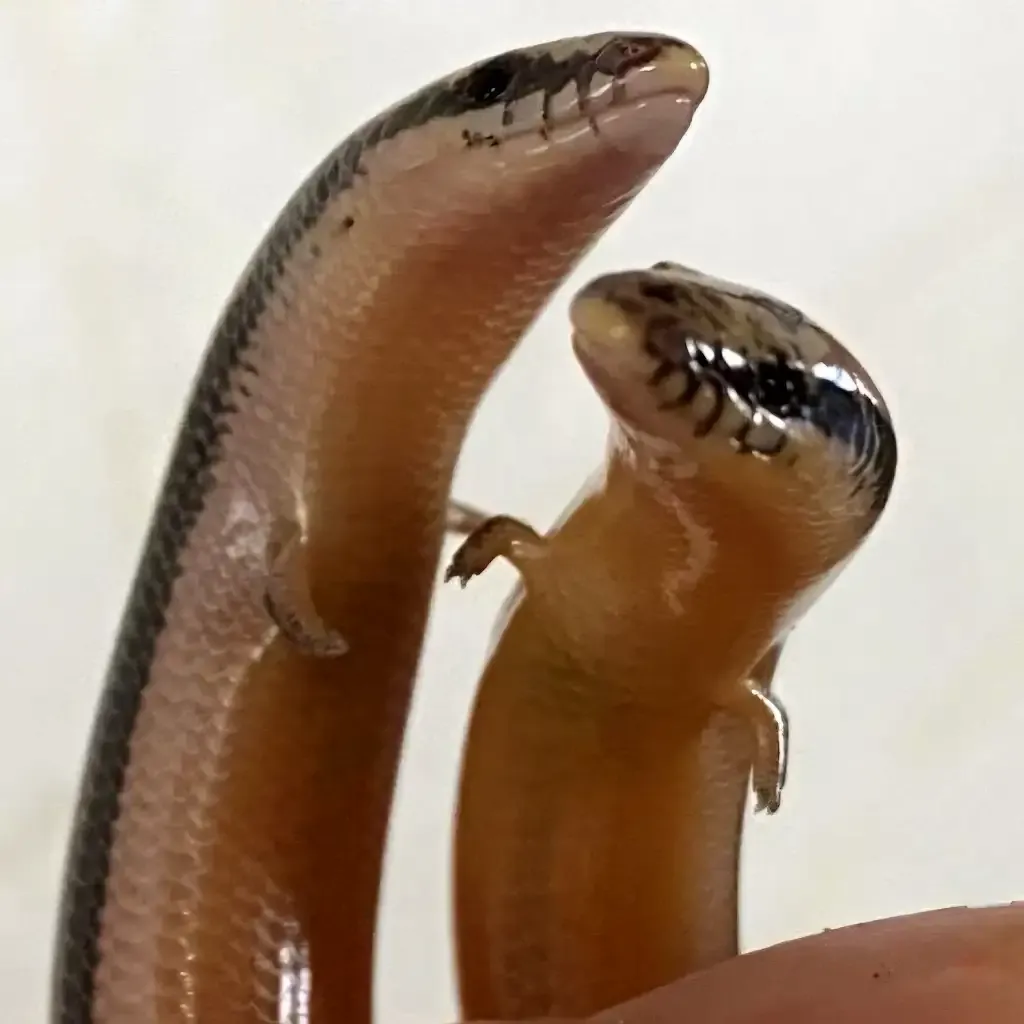 짧은 팔을 가진 도마뱀 일러스트