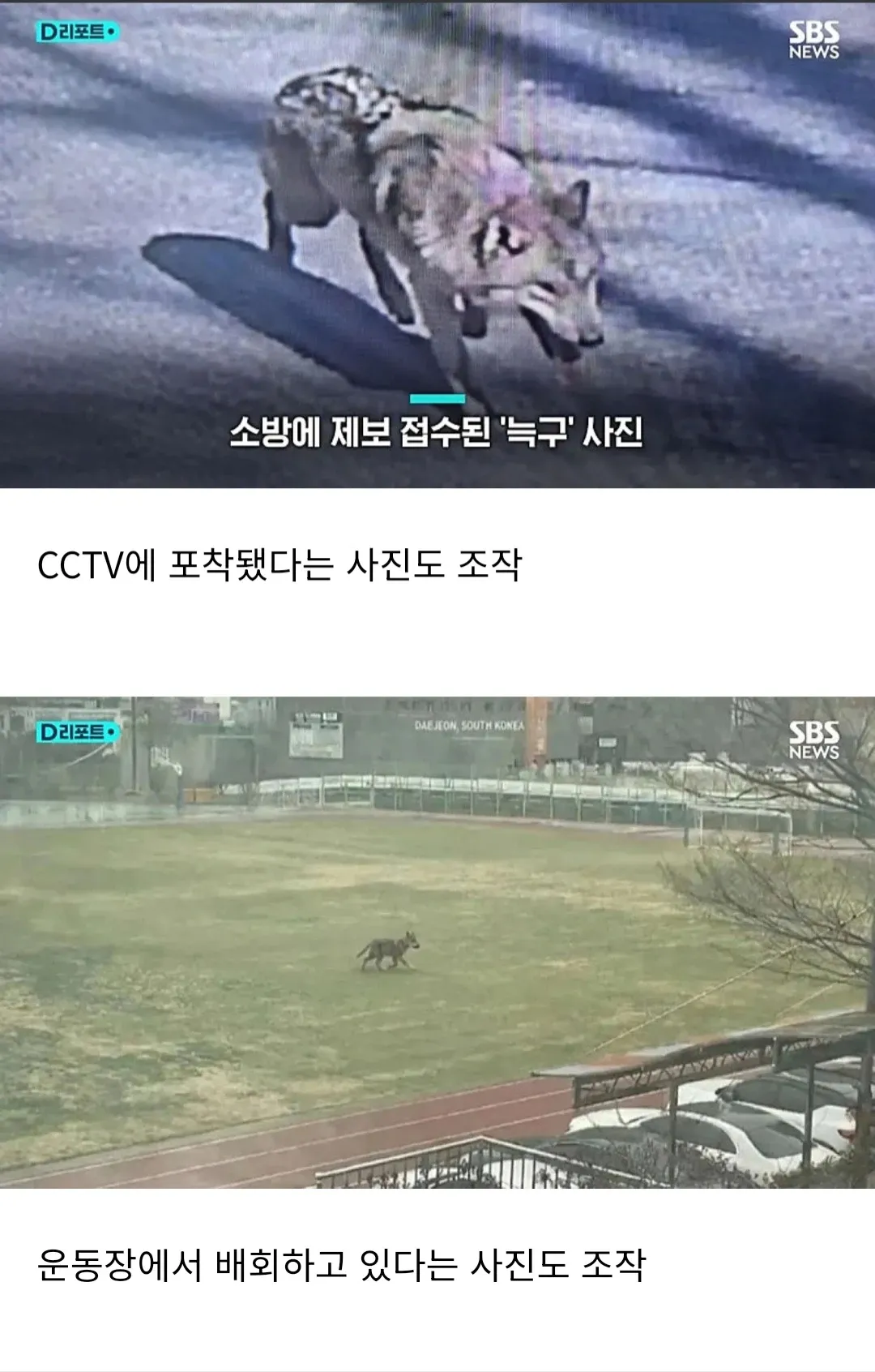 소방 제보, CCTV, 운동장 등 조작된 늑구 목격 사진 모음