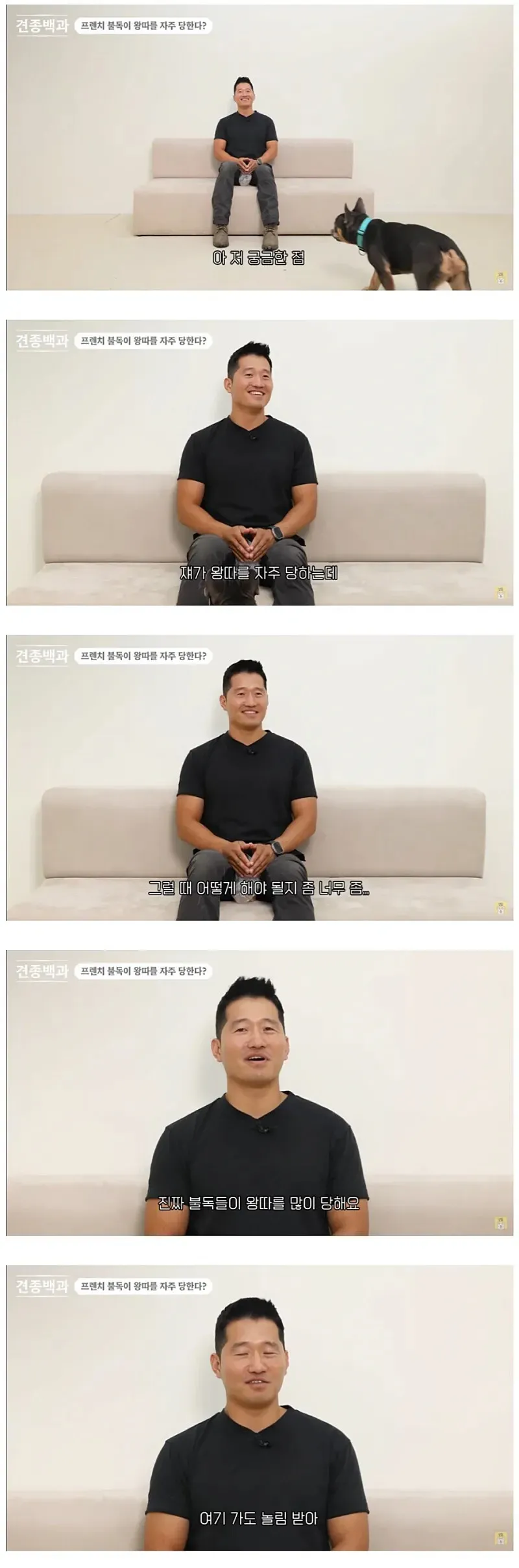 프렌치 불독이 다른 개들에게 왕따당하는 상황을 설명하는 온라인 게시글 캡처