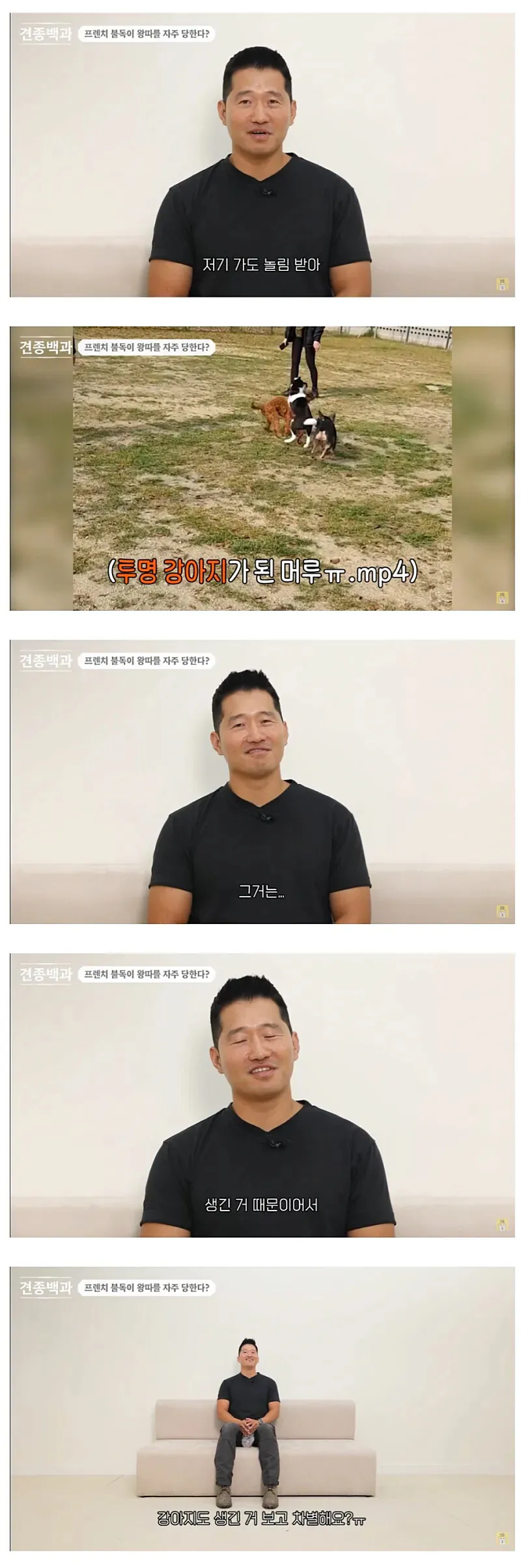 다른 강아지들에게 외면당하는 푸들의 모습과 커뮤니티 댓글 반응