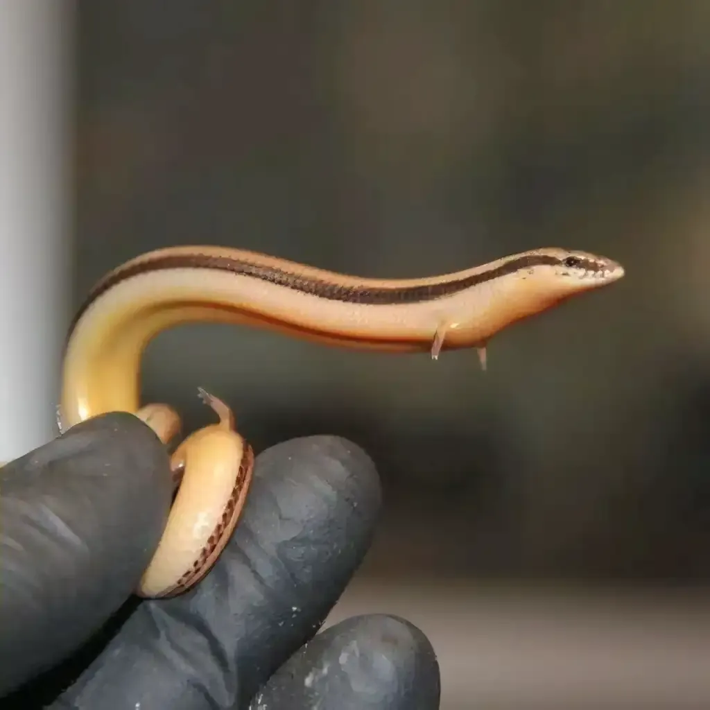 짧은 팔이 달린 도마뱀 캐릭터 일러스트