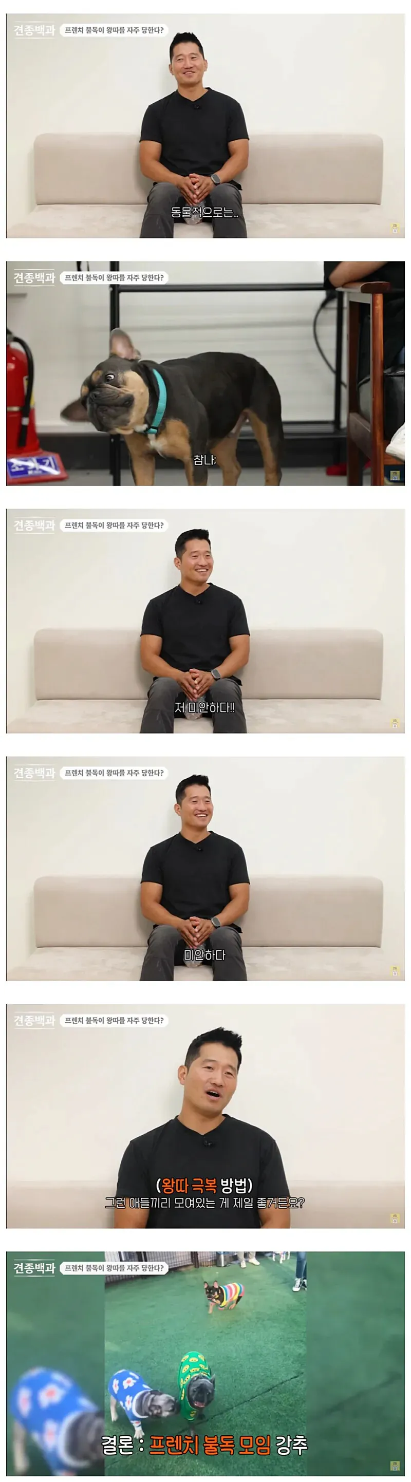 왕따를 자주 당하는 견종과 극복 방법을 설명하는 이미지