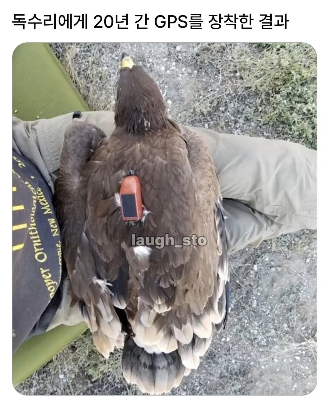 20년간 GPS 추적으로 기록된 독수리의 비행 경로 지도