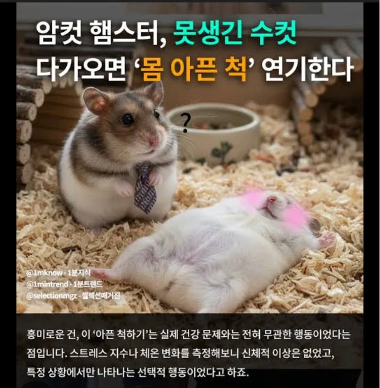 암컷 햄스터가 마음에 들지 않는 수컷 앞에서 아픈 척 연기하는 모습을 설명하는 기사 화면