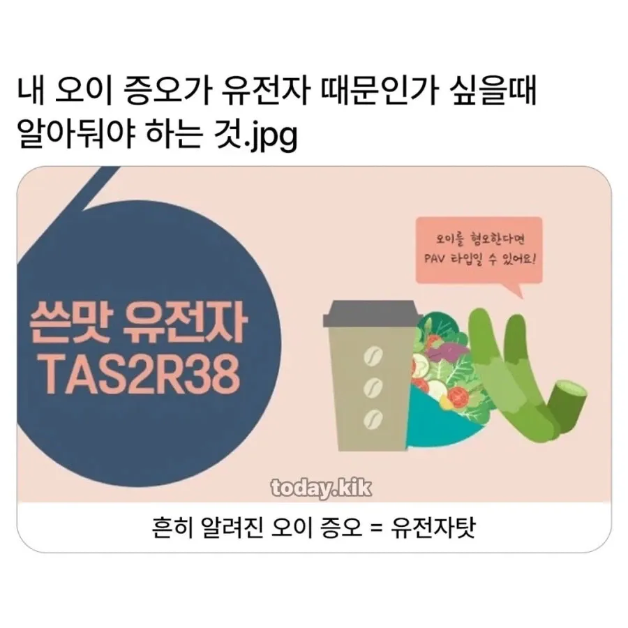 오이 쓴맛 유전자 TAS2R38 PAV 타입 설명 인포그래픽