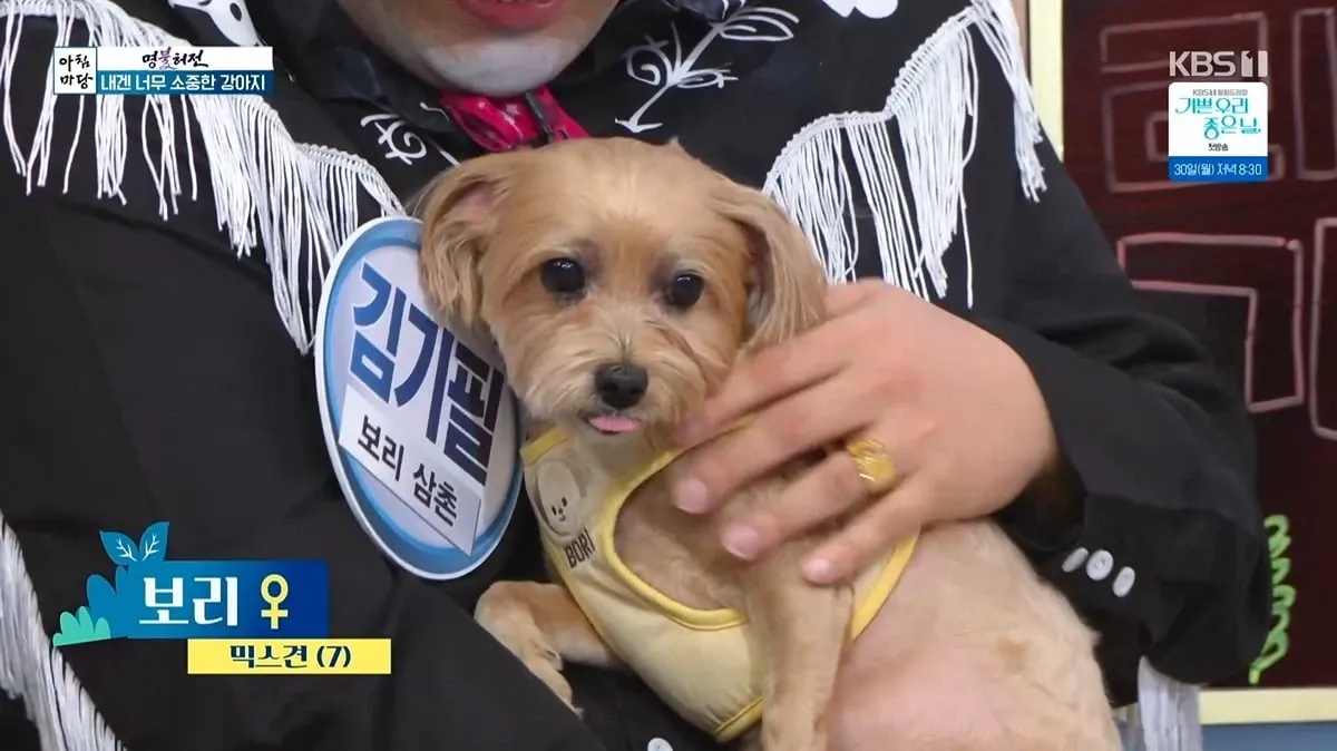 아침마당 방송 중 강아지 김기팔과 보리 삼촌 보리 소개 화면