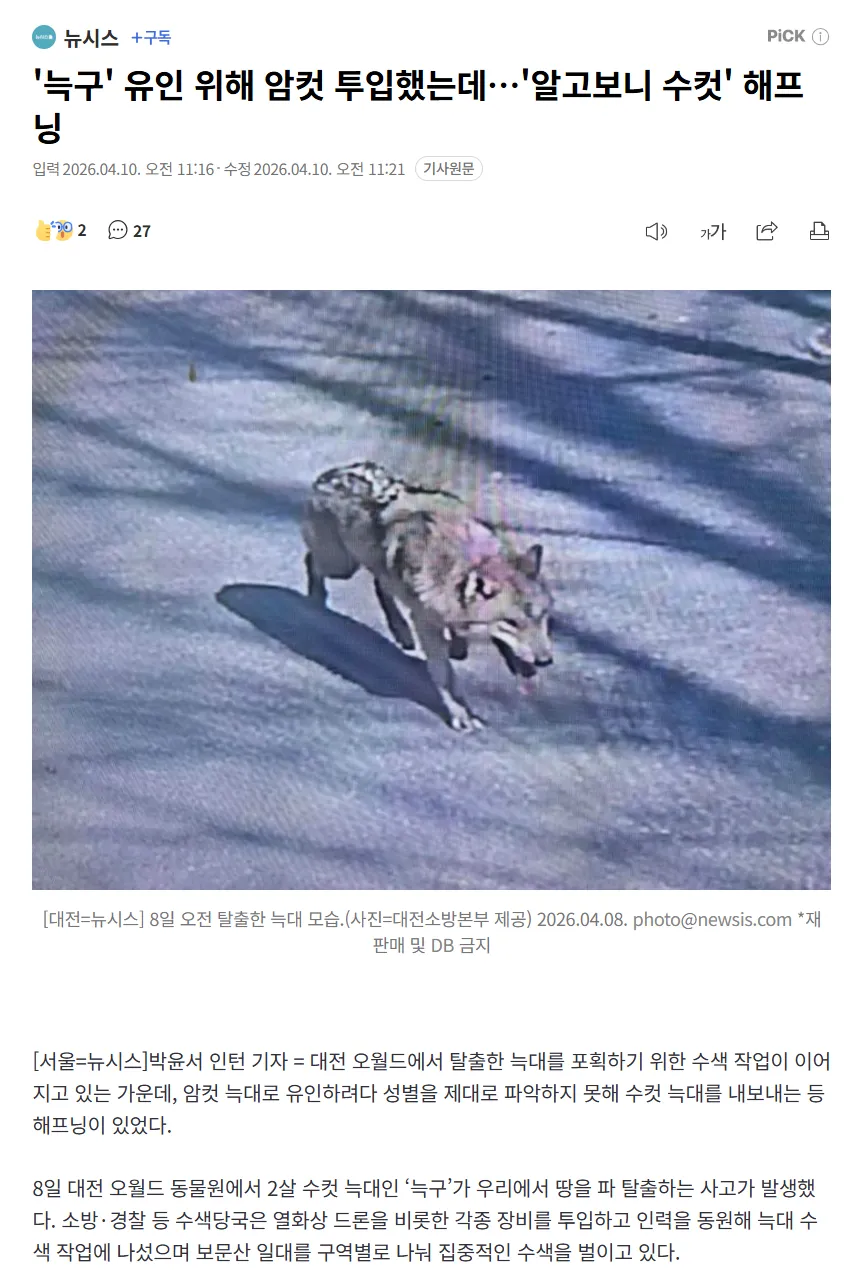 대전 오월드 탈출 늑대 '늑구' 포획 위해 투입된 늑대가 암컷이 아닌 수컷으로 밝혀진 해프닝 뉴스 기사