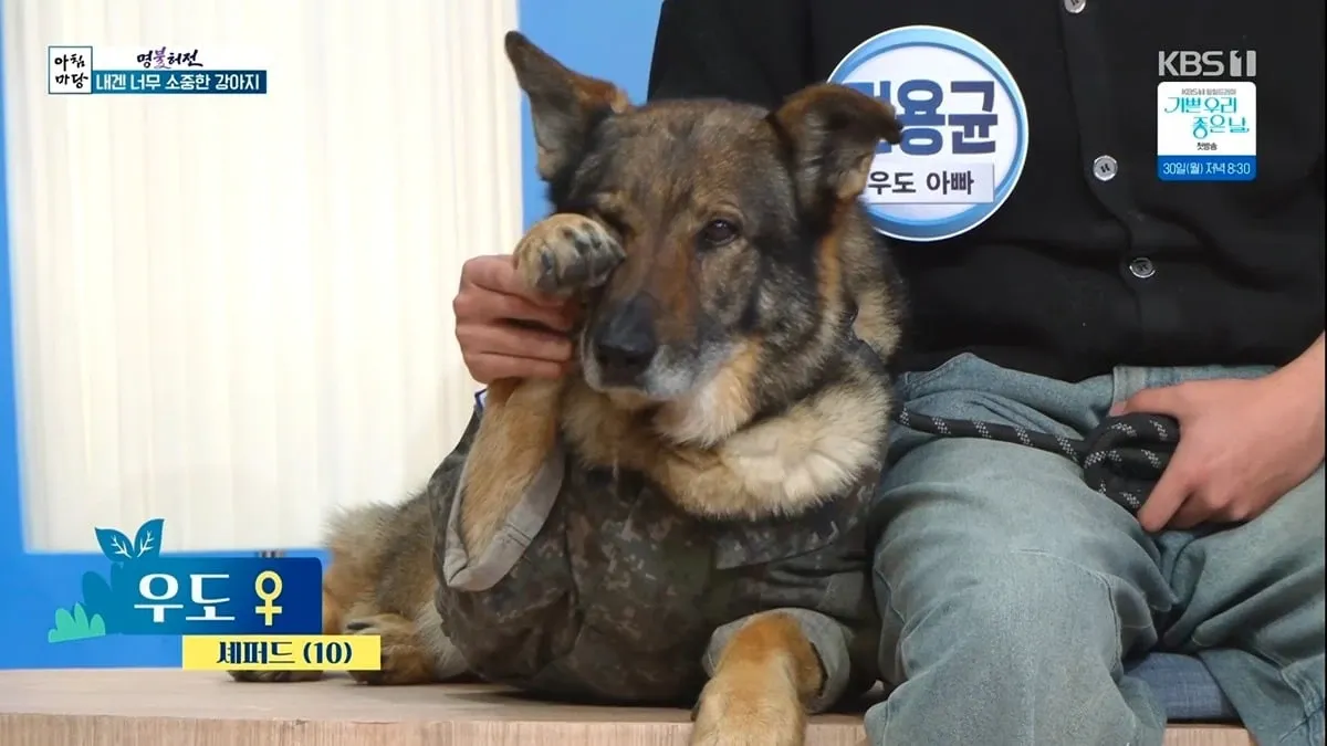 아침마당 방송 중 반려견 소개 자막이 나열된 화면 캡처