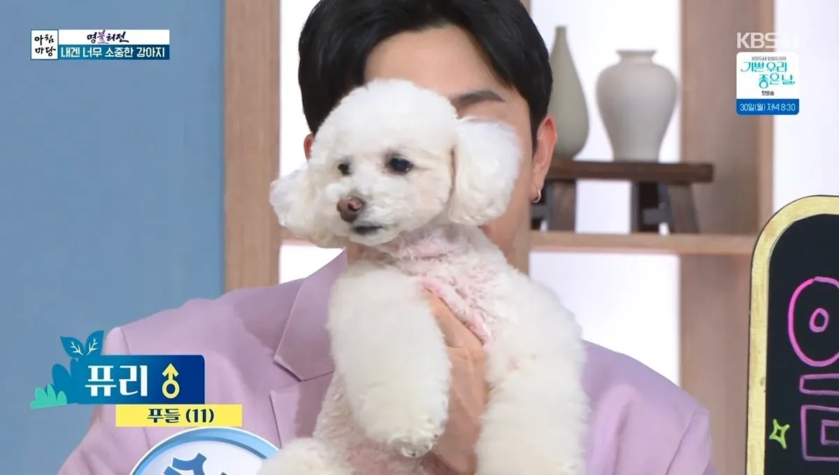아침마당 방송 중 퓨리 푸들 강아지를 소개하는 화면 캡처
