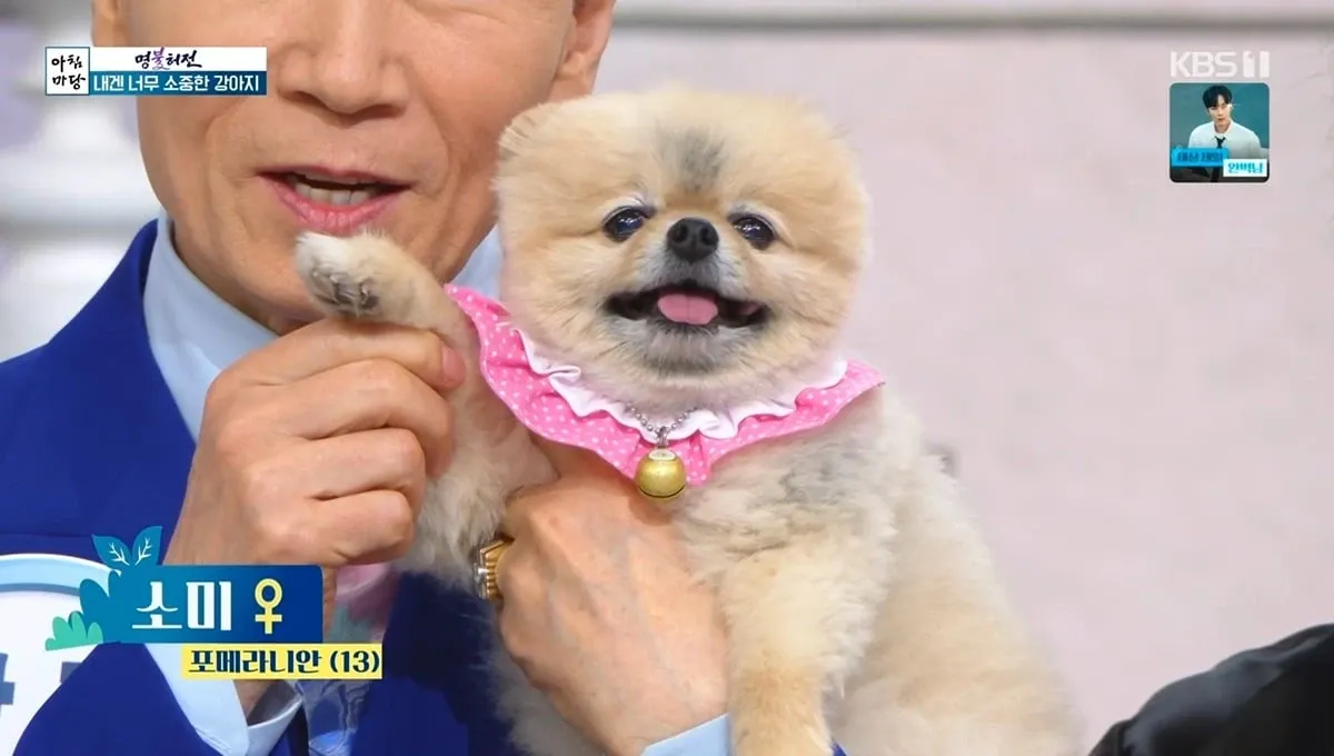 아침마당 방송 중 포메라니안 소미가 출연한 화면 캡처