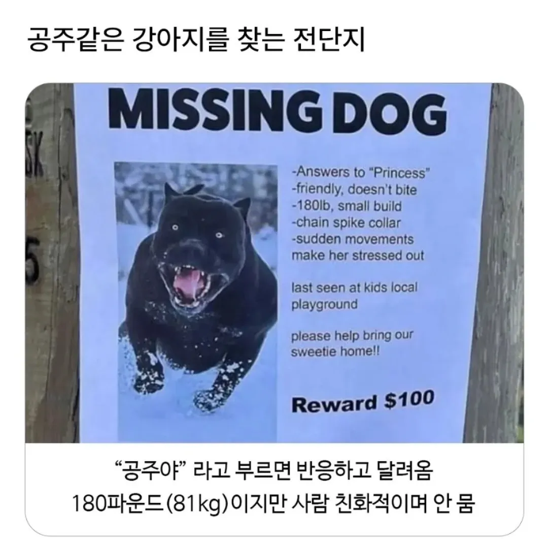 180파운드 대형견 '공주' 실종 전단지, 스파이크 목줄 착용, 놀이터 근처 실종, 보상금 $100