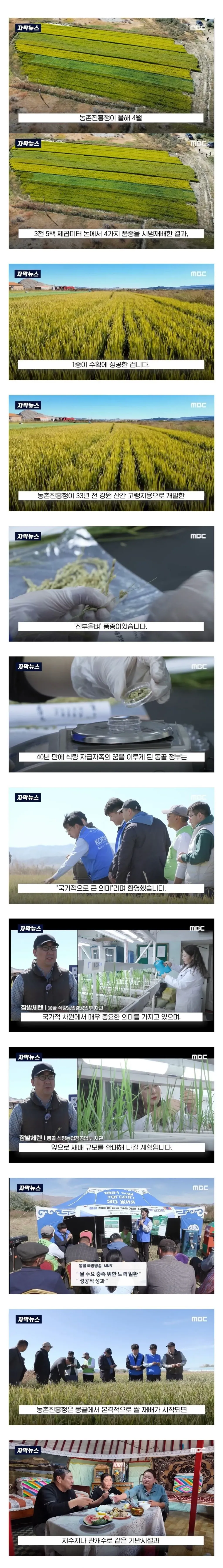 몽골의 쌀 재배 도전기
몽골 셀렝게주 다르항시 인근 벼 재배 시범 농장 전경
한국 품종 벼가 심어진 몽골 논밭
몽골에서 처음 시도된 벼농사 현장
5월 모내기 작업 중인 시범 농장