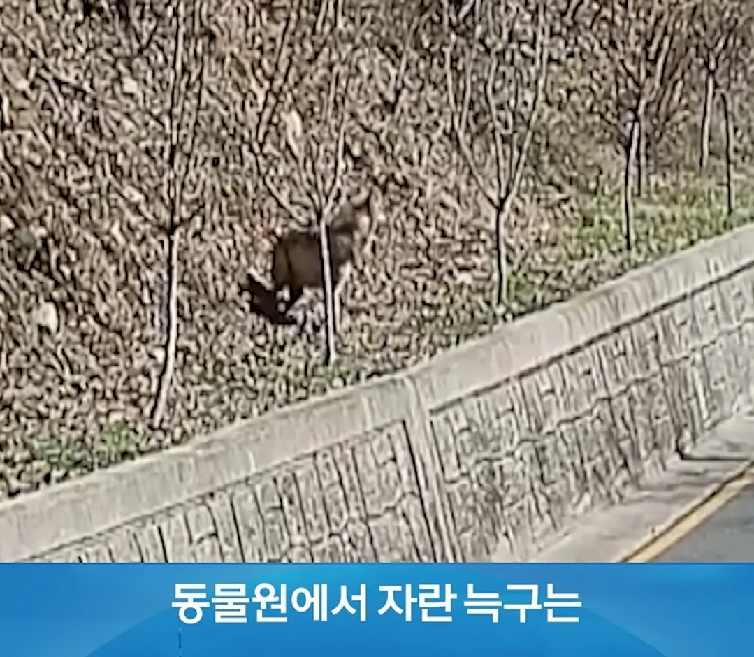 동물원에서 자란 늑대의 탈출 사건을 다룬 뉴스 게시글 썸네일