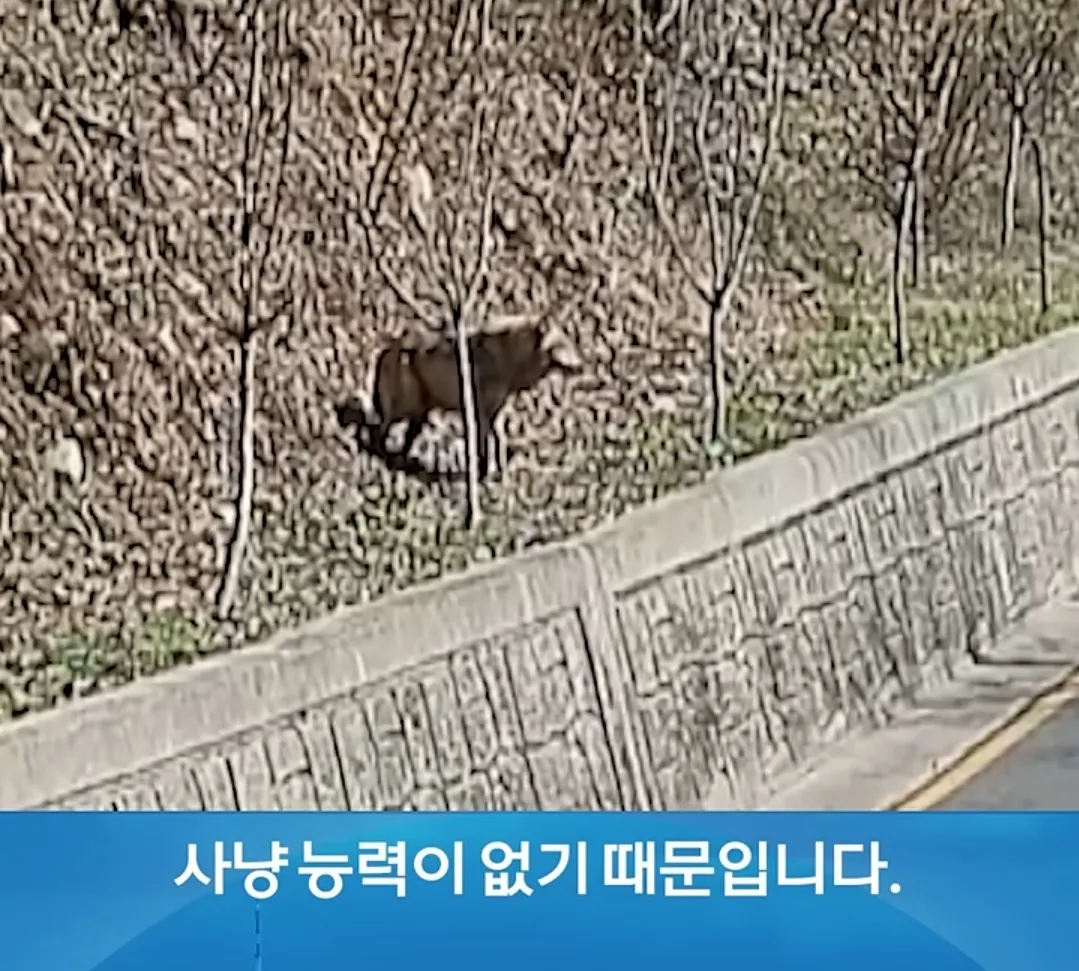 사육 환경에서 자란 늑대가 야생 사냥 능력이 없다는 내용의 자막 화면