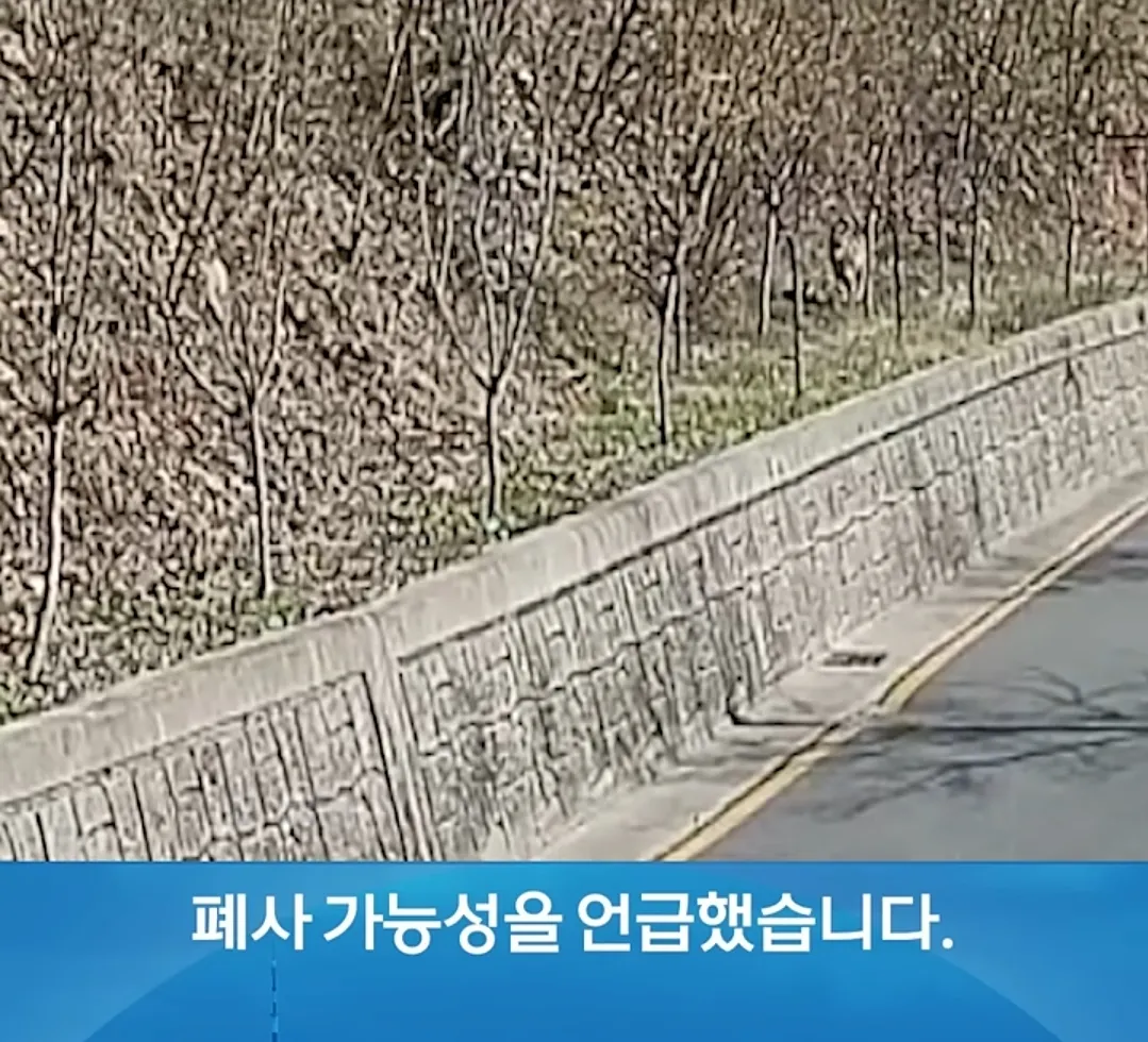 탈출한 늑대의 폐사 가능성을 보도하는 뉴스 화면