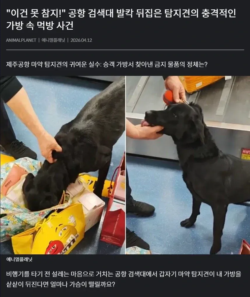 제주공항 마약 탐지견이 승객 가방을 검색하는 모습