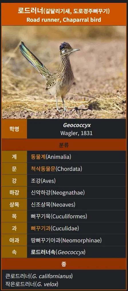 로드러너 속(Geococcyx)의 두 종을 보여주는 생물 분류 계통도