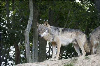 사회인야구 한화팀 경기 후 공지글 게시판 캡처