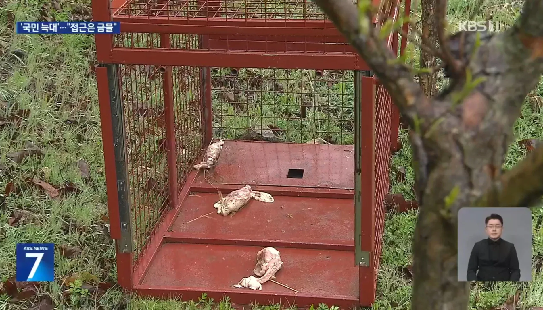 대전 탈출 늑대 수색 현장, 시민 접근 금지 안내 뉴스 보도