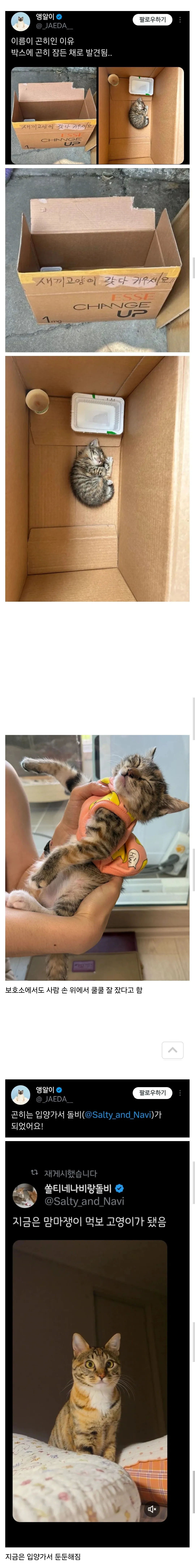 항상 곤히 자는 모습 때문에 '곤히'라는 이름이 붙은 아기 고양이의 일상 소개글