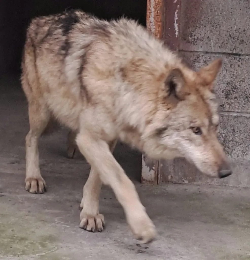 병원 진료 후 집에서 회복 중인 반려견의 모습