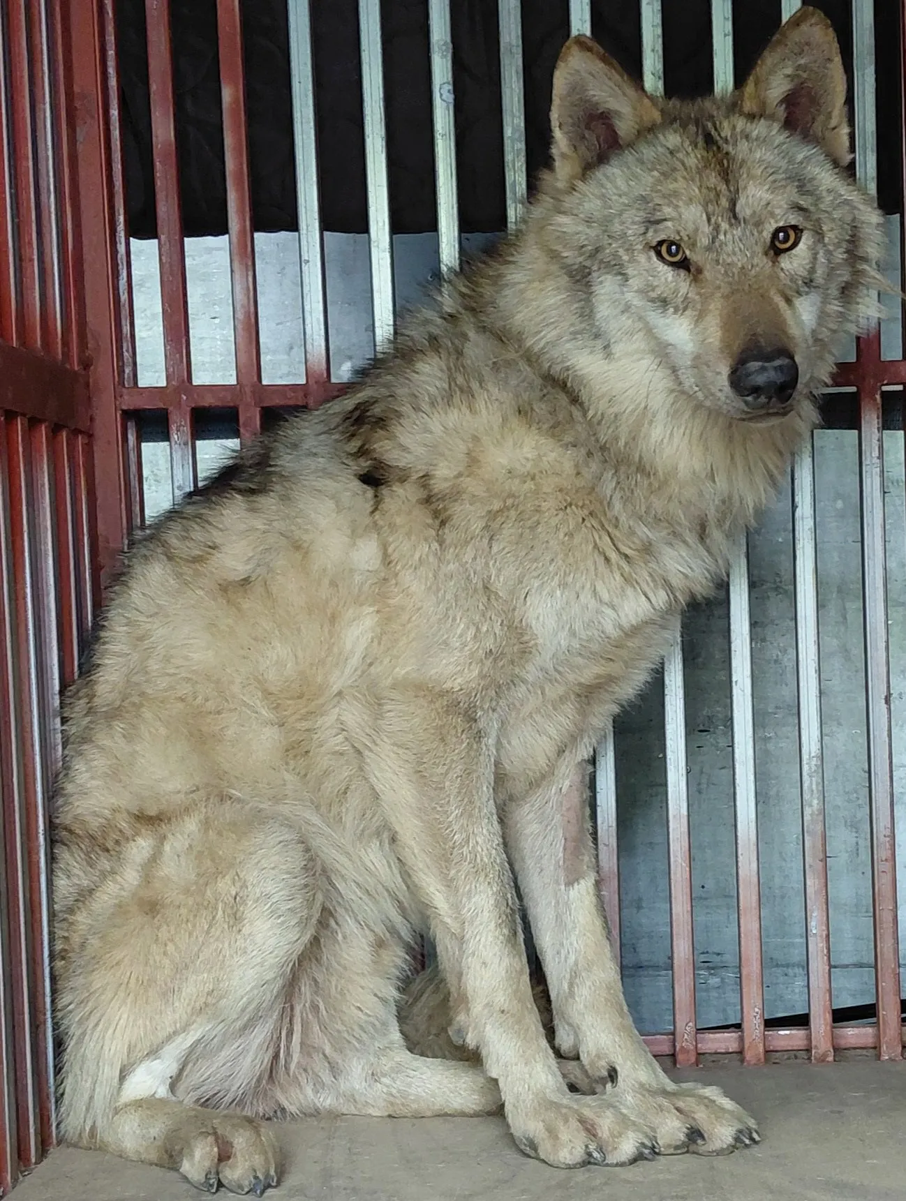 병원 다녀와 담요 덮고 쉬는 반려견 늑구