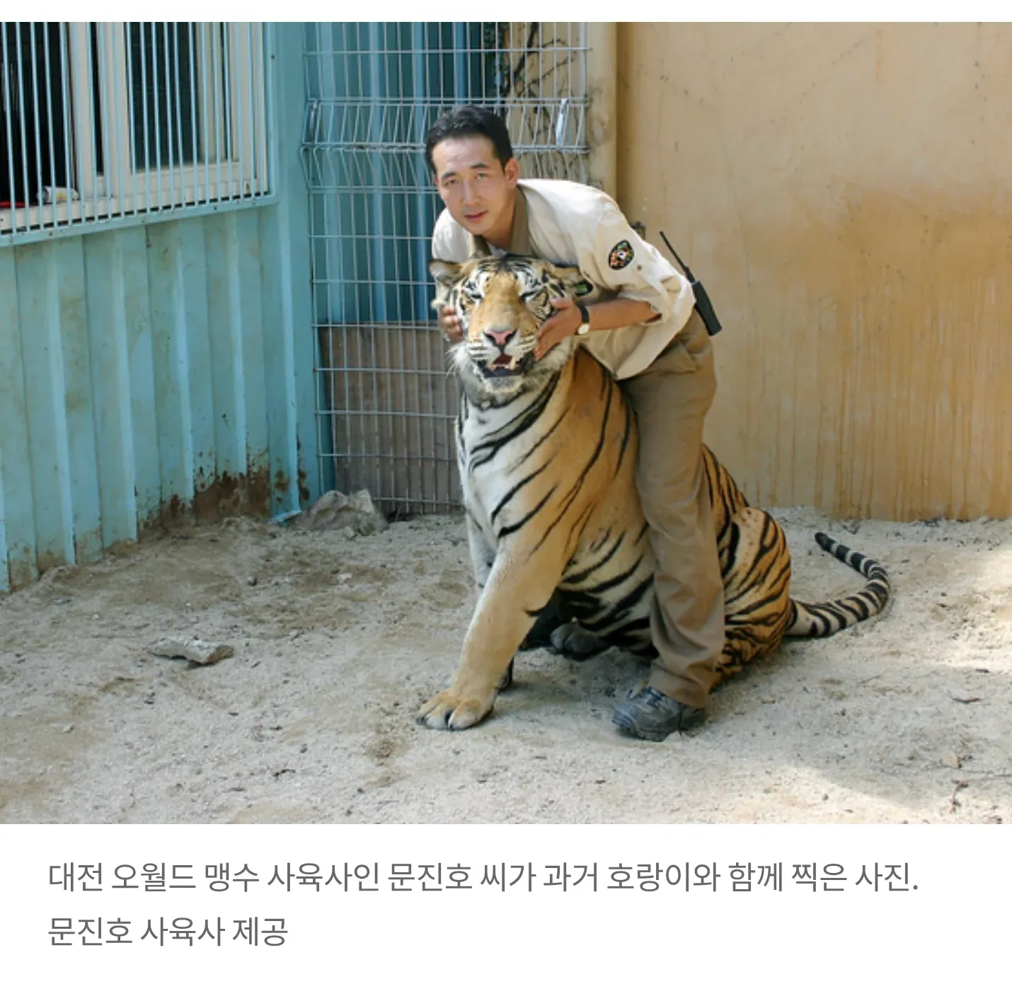 대전 오월드 사육사 문진호 씨가 호랑이와 함께 포즈를 취하고 있다