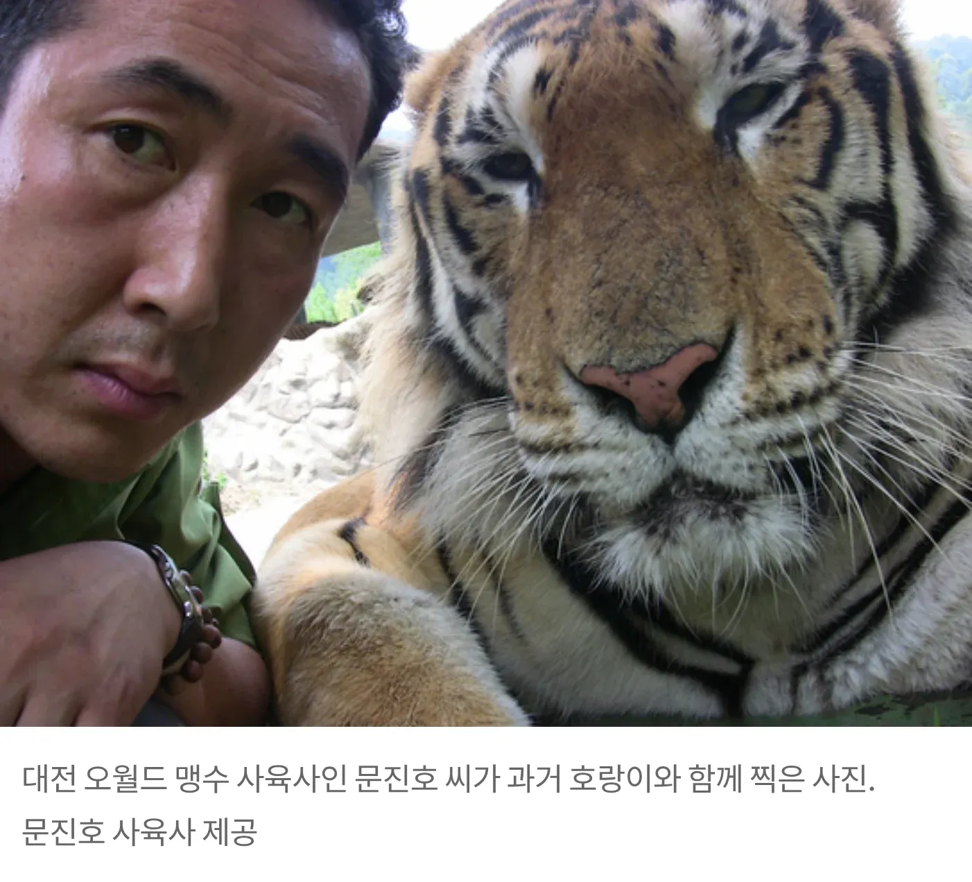 대전 오월드 사육사 문진호 씨가 호랑이와 함께 포즈를 취하고 있다