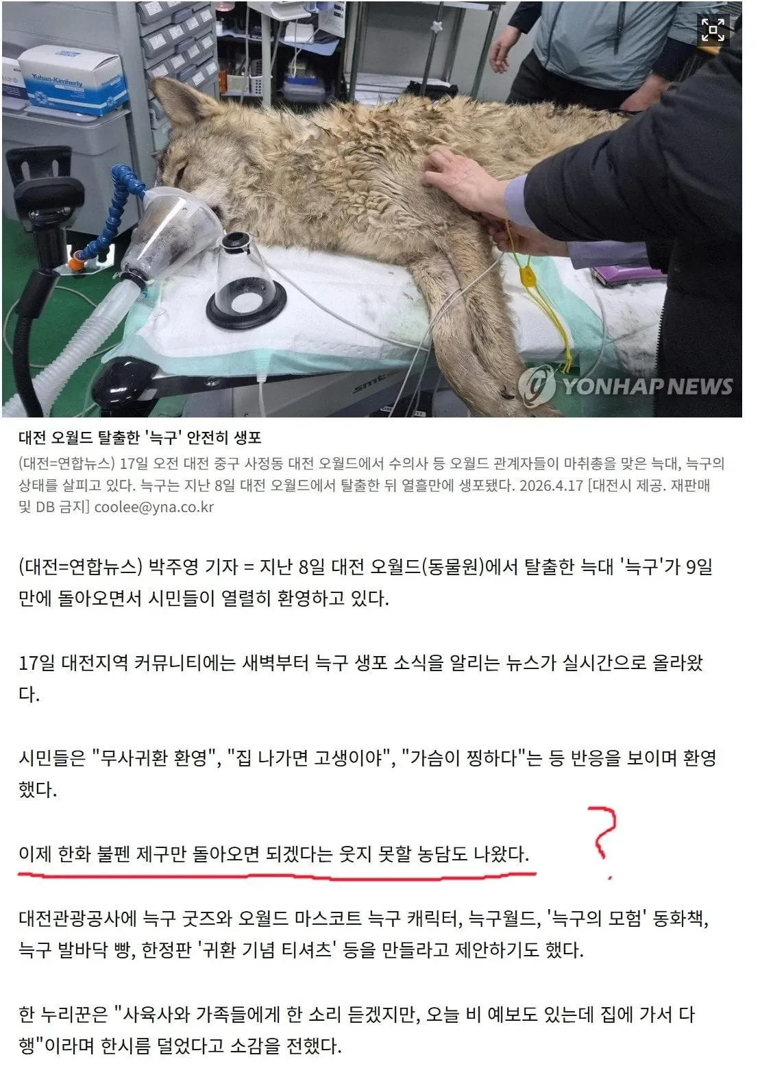 대전 오월드 탈출 늑대 '누구' 생포 소식에 환영하는 시민들과 관련 기념 굿즈
