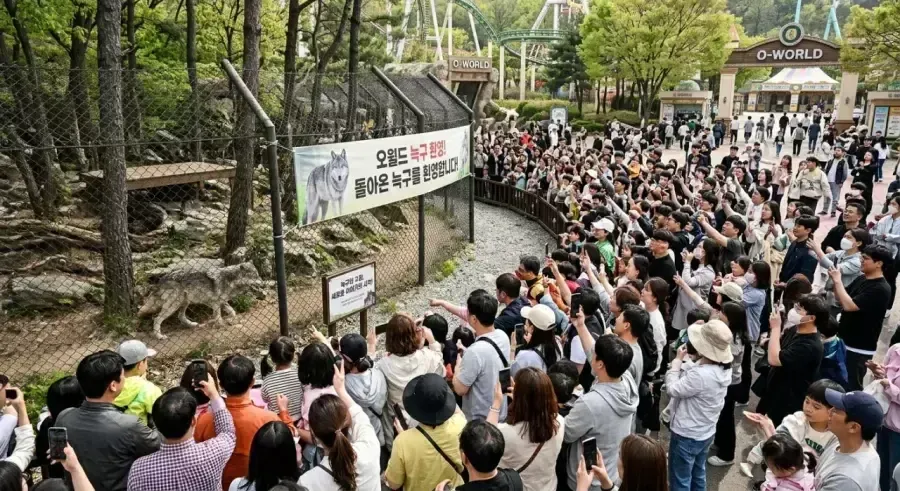 대전 오월드로 돌아온 늑구를 환영하는 안내 문구