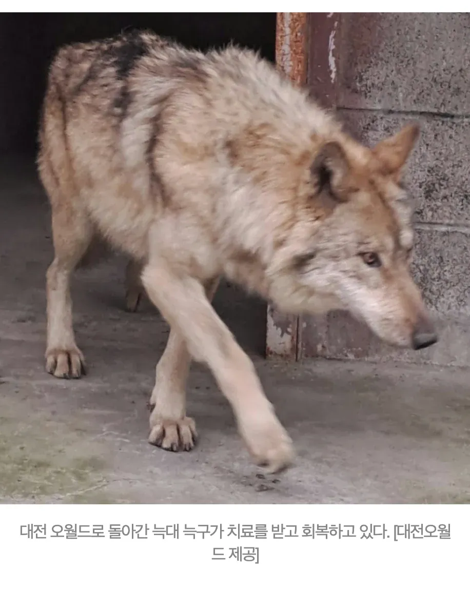 대전 오월드에서 치료 후 회복 중인 늑대 늑구
