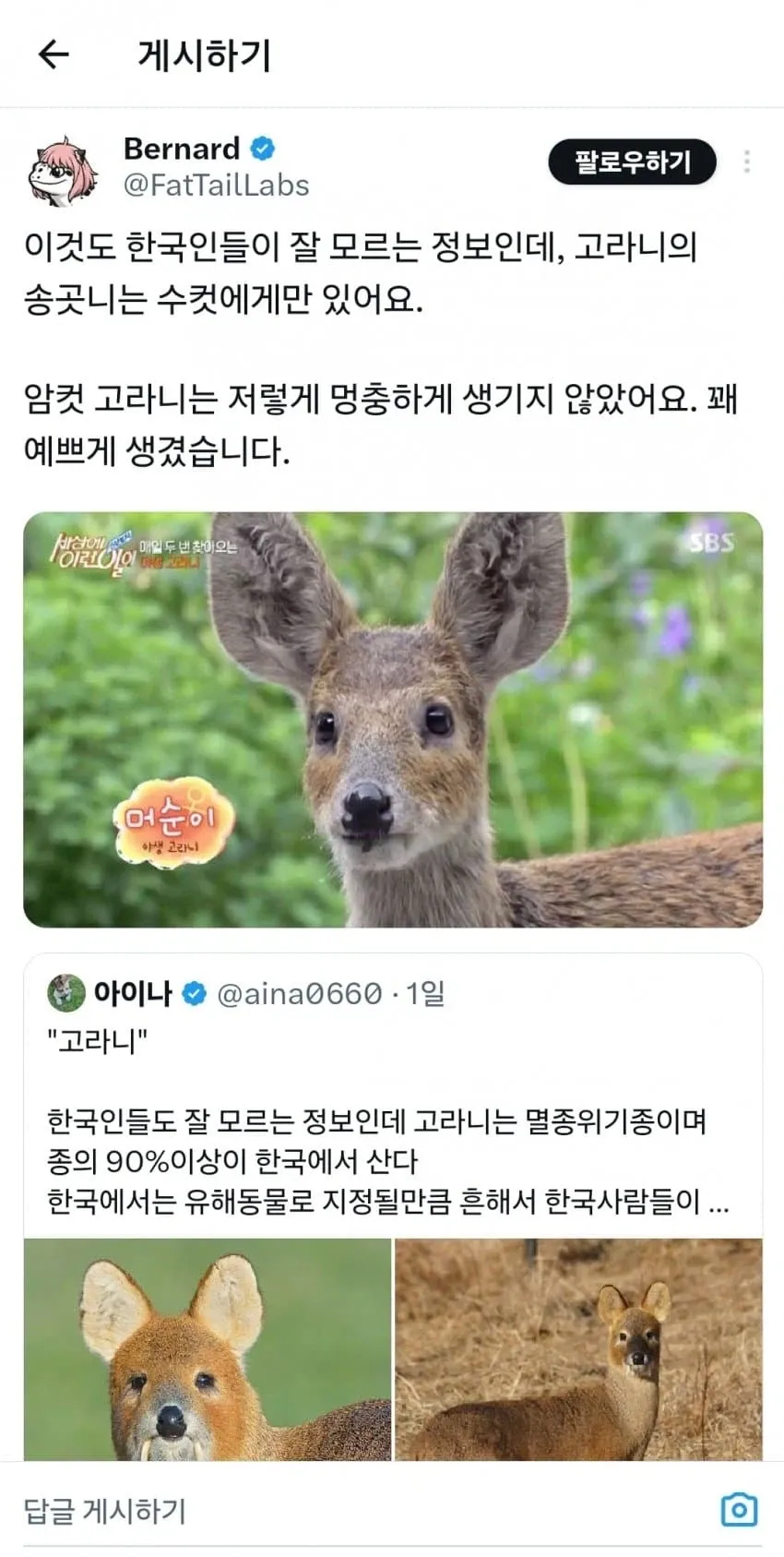 송곳니가 드러난 수컷 고라니 얼굴 클로즈업 사진과 트위터 고라니 정보 글 캡처