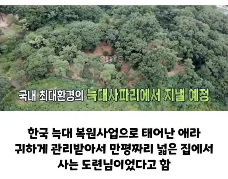 국내 최대 늑대사파리에서 복원사업으로 태어난 늑대 애라의 소개 자막 화면