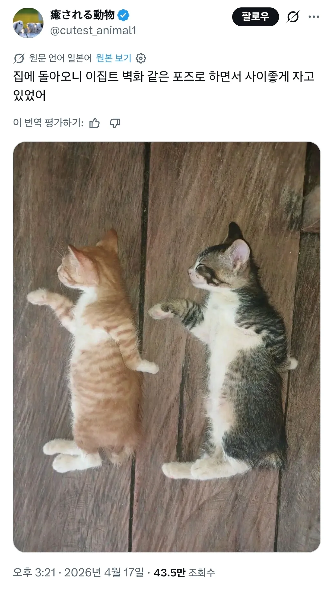 이집트 벽화 포즈로 나란히 누워 자고 있는 두 마리 고양이