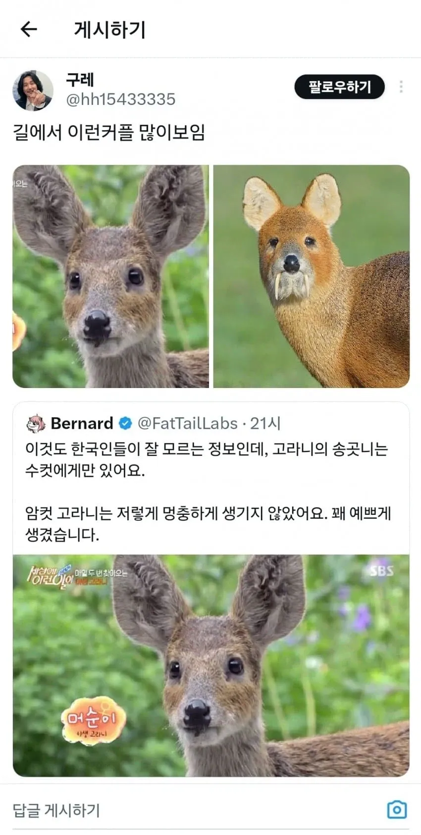 고라니 수컷(송곳니 있음)과 암컷 비교 짤에 커플 드립을 친 트윗