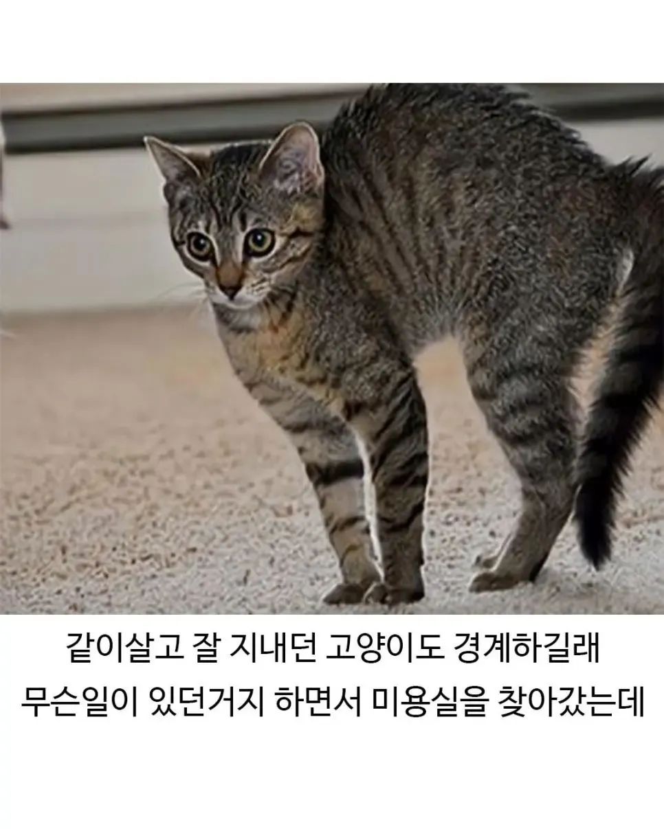 미용 후 표정이 사나워진 골든리트리버를 경계하는 고양이